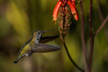 Fototapeta na wymiar Costa's Hummingbird - Arizona