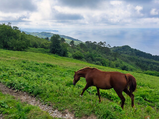 Horse grazing free.