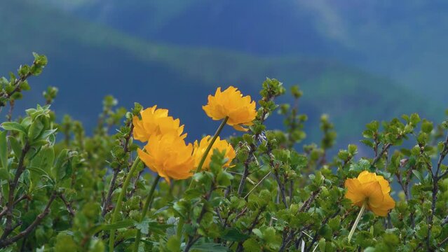 Altai globeflower (Trollius altaicus, Trollius asiaticus) in Altai mountains, grows in subalpine meadows among the dwarf birch. 2200 a.s.l.