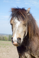 Lazy pony stands dozing in his field in the sunshine .