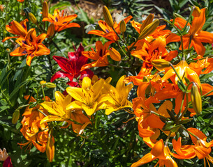 Orange flowers Garden lily close-up on a background of greenery in summer