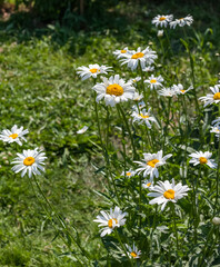 White flowers Chamomile garden close-up on a background of greenery in summer