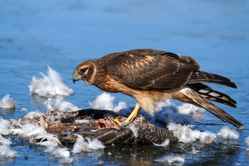 Northern Harrier - Female