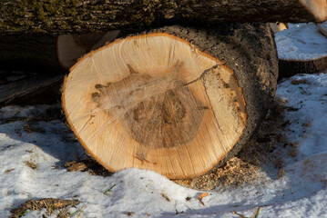 Tree trunk after being cut. Cracked wood texture with clear rings of tree growth.