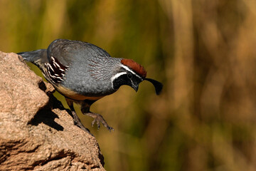 Gambel's Quail - Arizona