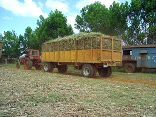 Transport von Zuckerrohr auf Kuba
