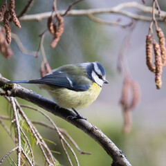Blue tit