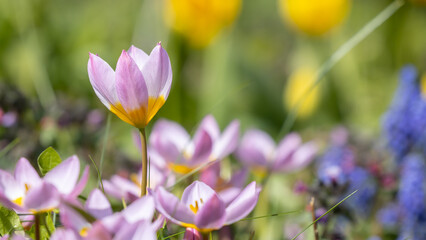 Garden Bee's, flowers and wildlife