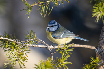 Blue tit
