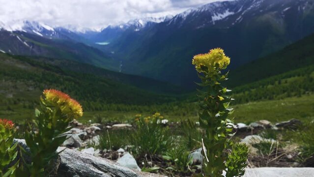 Aaron's rod or Golden root (Rhodiola rosea) developed plants with large roots - very strong medicinal properties. Altai mountains. Spectacular medicinal herbs (drug raw materials) of Altai region