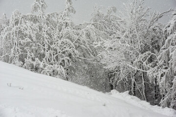 Białe drzewa, szadź i śnieg na drzewach, Bieszczady, piękna biała zima w górach. White trees, rime and snow on trees, beautiful winter. © Anita