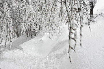 Białe drzewa, szadź i śnieg na drzewach, Bieszczady, piękna biała zima w górach. White trees,...