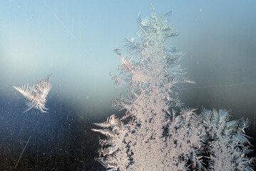  Natural frost floral pattern with abstract lines, stems, and snowflakes.