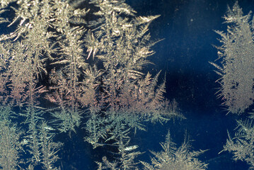  Natural frost floral pattern with abstract lines, stems, and snowflakes.