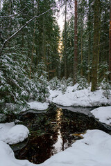 Evergreen forest after a major snowfall. Winter fairytale. Small water pond in the forest. Trees covered in snow.