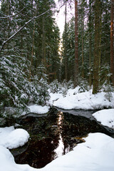 Evergreen forest after a major snowfall. Winter fairytale. Small water pond in the forest. Trees covered in snow.
