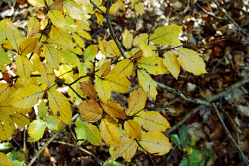 autumn leaves in the forest