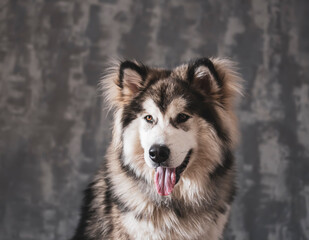 Lovely Northern dog portrait. Young adorable Alaskan Malamute with a long pink tongue out and friendly eyes. Selective focus on the details, blurred background.