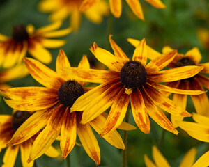 Yellow-red Rudbeckia flowers with pollen close-up. Flowering garden. 