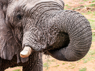 A close-up of an African Elephant drinking  - Waterberg, South Africa.