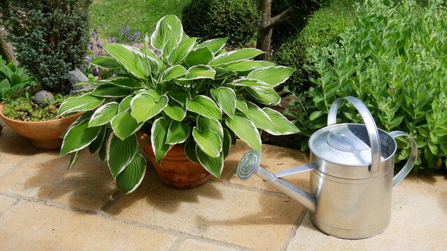 Funkie mit Gie&szlig;kanne auf einer Gartenterrasse