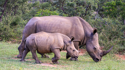 A female White Rhino with her young calf grazing in the Waterberg Region, South Africa.