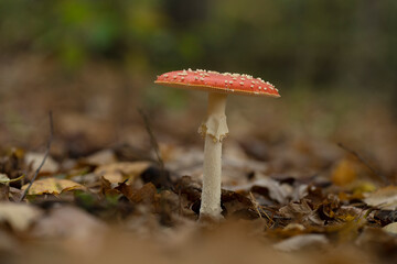 Beautiful perfect large and open amanita muscaria with copy text room in fall light in the forest...