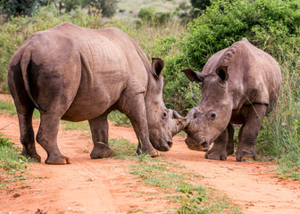 Fototapeta premium White Rhinos challenging one another in the Waterberg Region of South Africa.