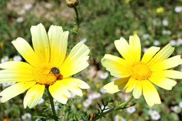 Obraz premium bee on a camomile