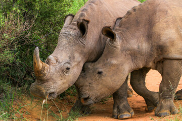 Obraz premium A young White Rhino tenderly nuzzles its mother in the Waterberg Region, South Africa.