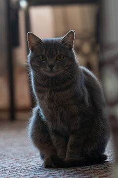 Vertical photo of a gray, striped cat. A domestic cat, in a farmer's house, looks into the camera frame.