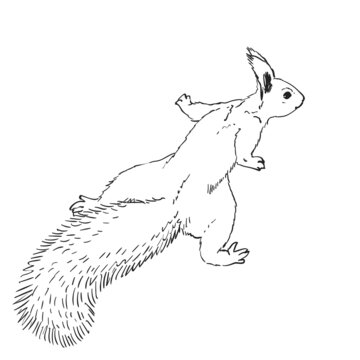 recommend clip art: squirrel