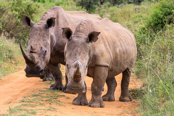 A female White Rhino with her sub-adult calf in the Waterberg Region, South Africa.
