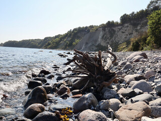 Baumstumpf am Strand