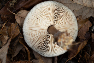 View under a mushroom hood lying upside down on the forest ground with leafs, macro of underneath...