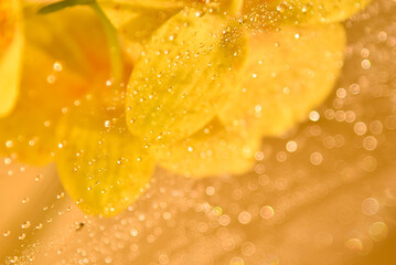 Yellow flower with drops of water. Background. Beauty.