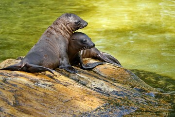 Seelöwen beim Spiel