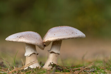 Eatable mushroom, Amanita rubescens, two grown together in the forest. Delicious edible mushroom - the blusher
