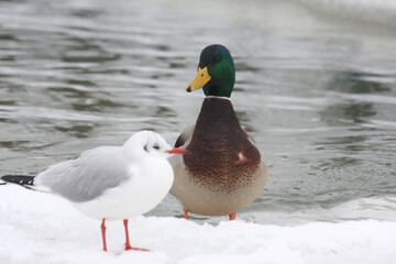 Fototapeta premium Seevögel im Winter 