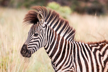 A Burchell's Zebra calf © Bill