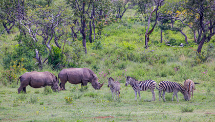 A landscape of two White Rhinos and  a small group of Plains Zebras - Waterberg, South Africa. - obrazy, fototapety, plakaty
