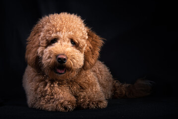 Golden Cockapoo in studio with black ground
