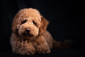 Golden Cockapoo in studio with black ground