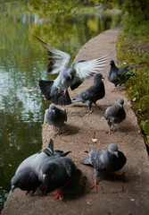 Fototapeta premium pigeons in the park