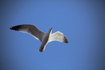 seagull flying in the sky