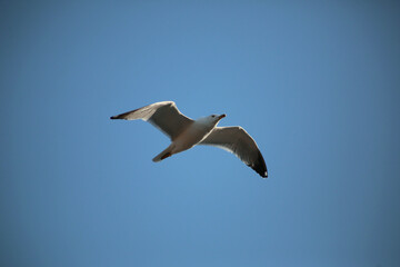 seagull in the sky