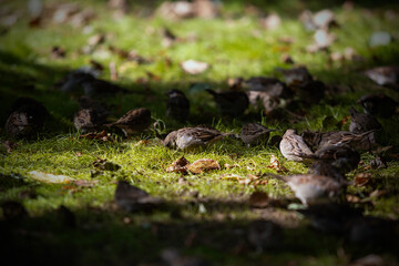 Sparrows