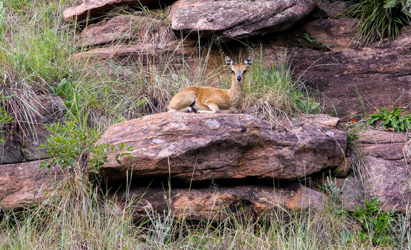 A male Klipspringer sitting on a rocky outcrop in the Waterberg, South Africa.