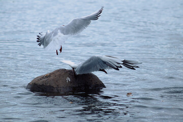 seagull in flight
