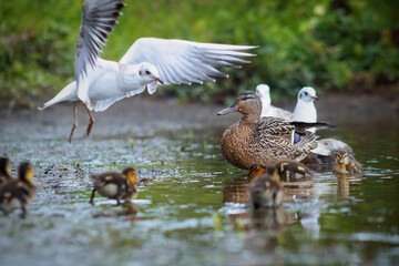 seagull in flight and duck